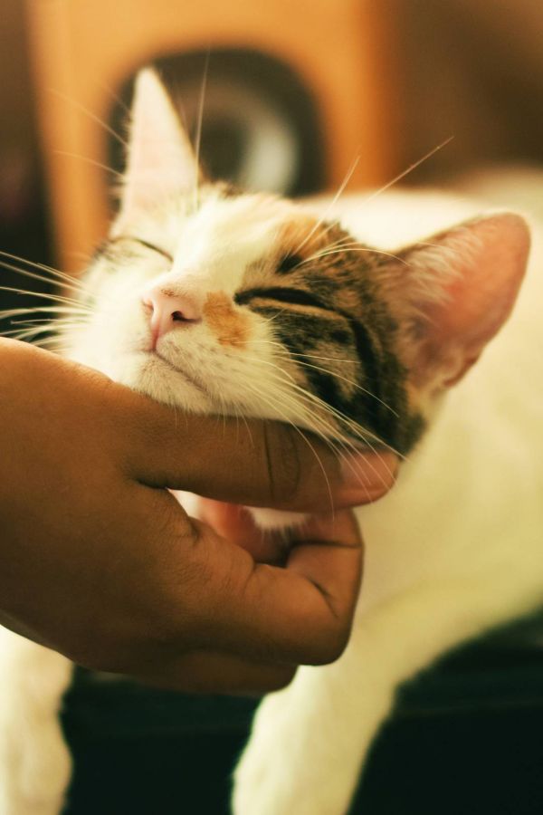 A hand gently scratches a content cat under the chin as it relaxes with eyes closed.