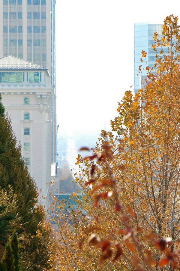 Autumn trees with orange leaves in front of tall city buildings on a sunny day.